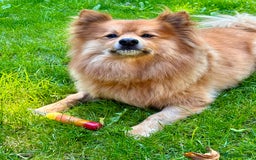 Mixed Breed dogs for sale: Playful 5-Year-Old Pomspitz Looking for a New Home - Image 10