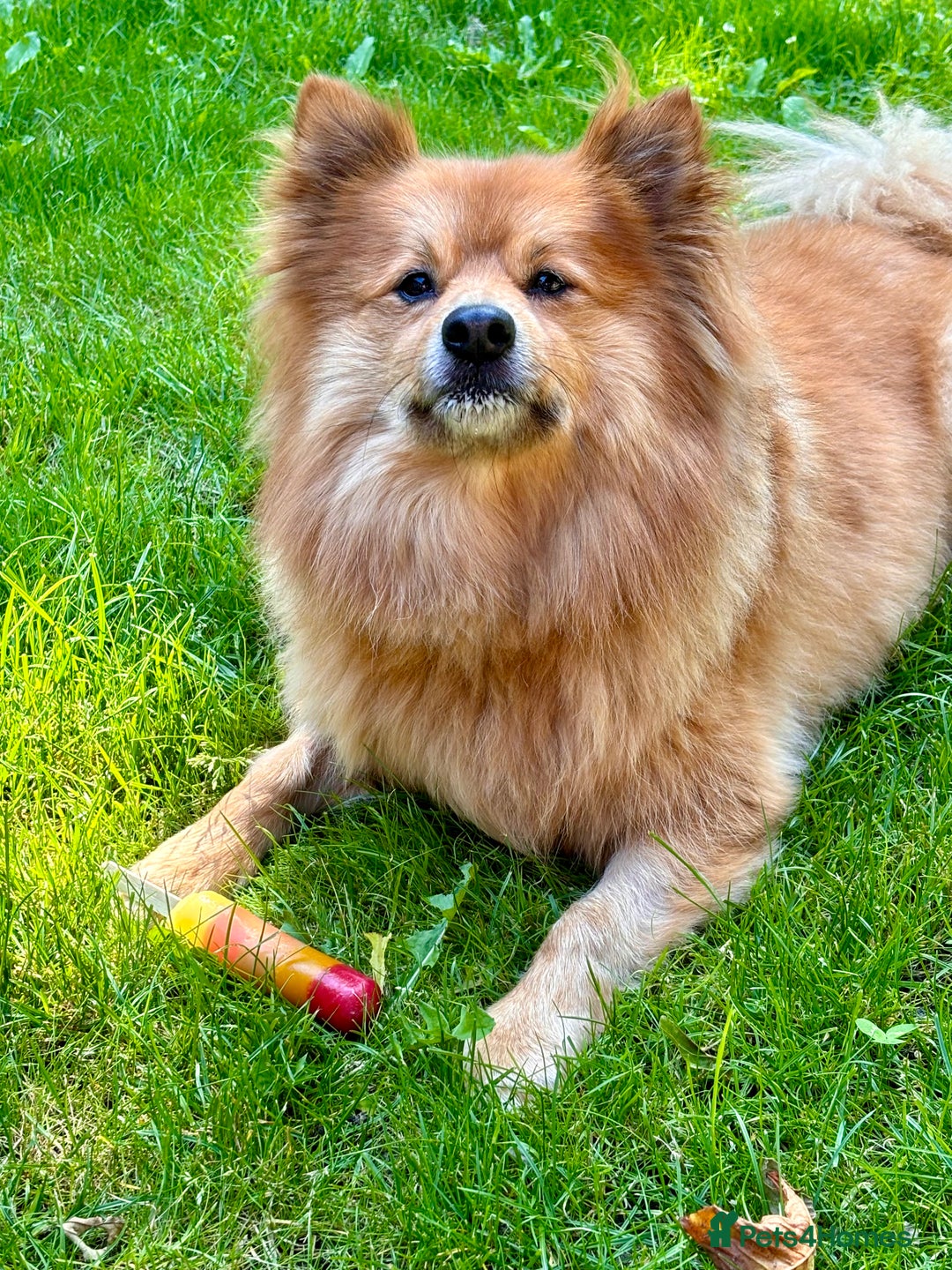 Mixed Breed dogs for sale: Playful 5-Year-Old Pomspitz Looking for a New Home - Image 10