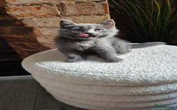 Scottish Fold cats for sale: Adorable Scottish Fold and Straight Kittens  - Image 14