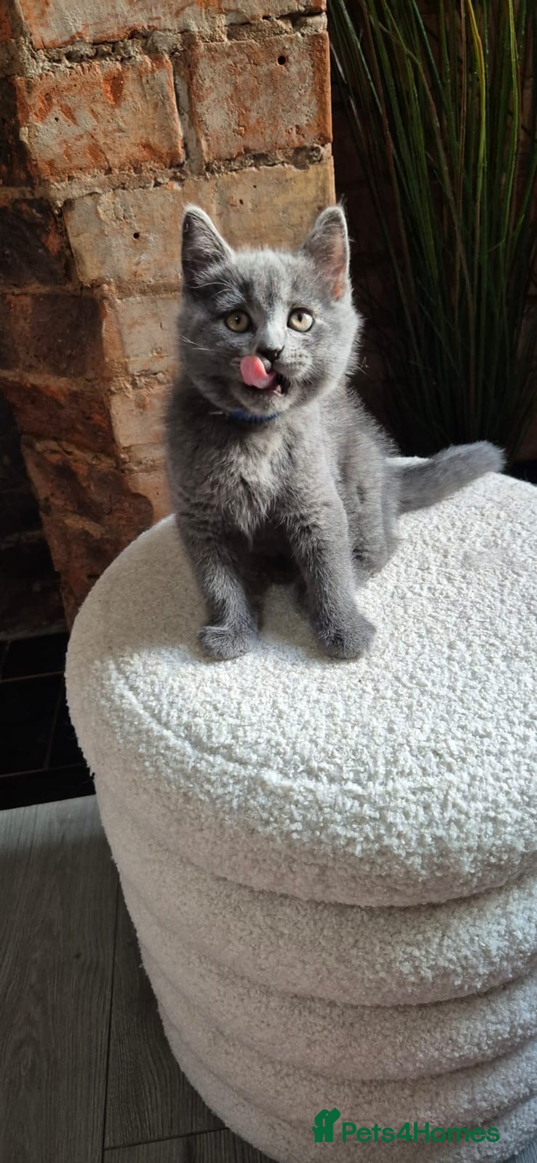 Scottish Fold cats for sale: Adorable Scottish Fold and Straight Kittens  - Image 14