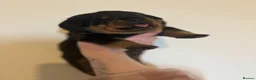 Rottweiler dogs for sale: 🤍PRADAS PUPPYS 🤍 in Wick - Advert 2