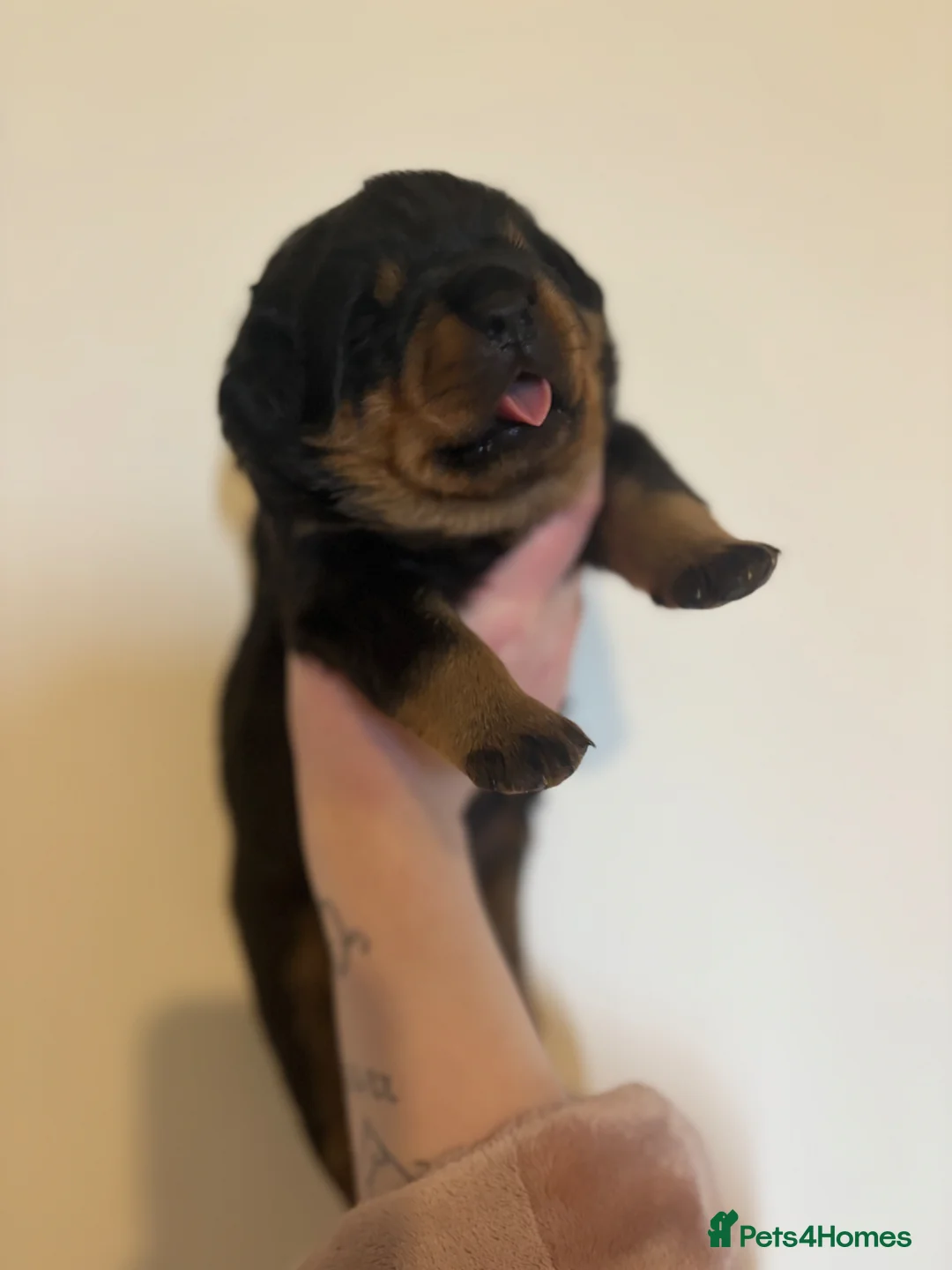 Rottweiler dogs for sale: 🤍PRADAS PUPPYS 🤍 in Wick - Advert 2