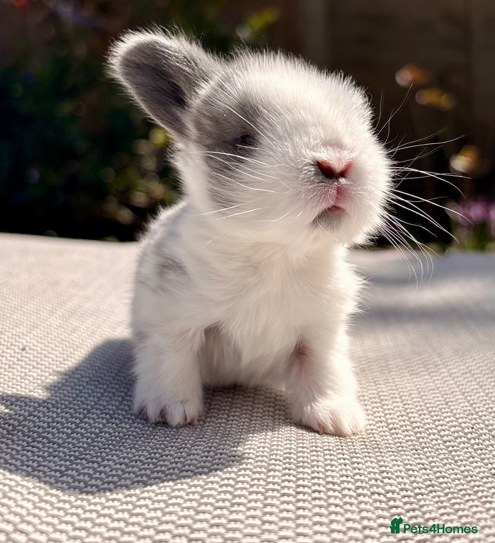 Mini Lop rabbits Mini Lop Baby Bunnies 🌸 - Advert 1