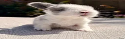Mini Lop rabbits for sale: Mini Lop Baby Bunnies 🌸 - Advert 1