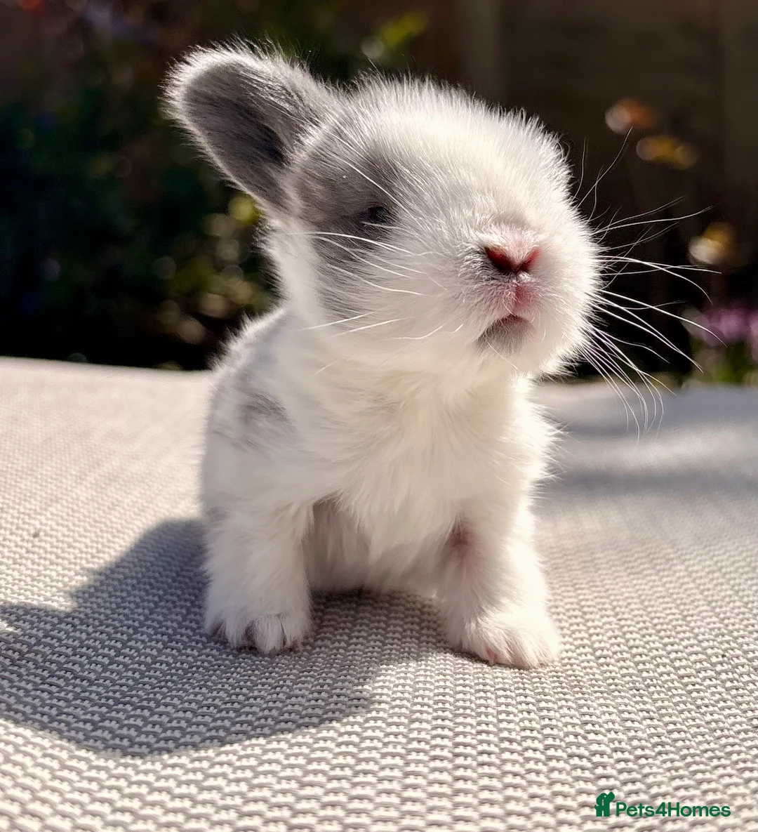 Mini Lop rabbits for sale: Mini Lop Baby Bunnies 🌸 - Advert 1
