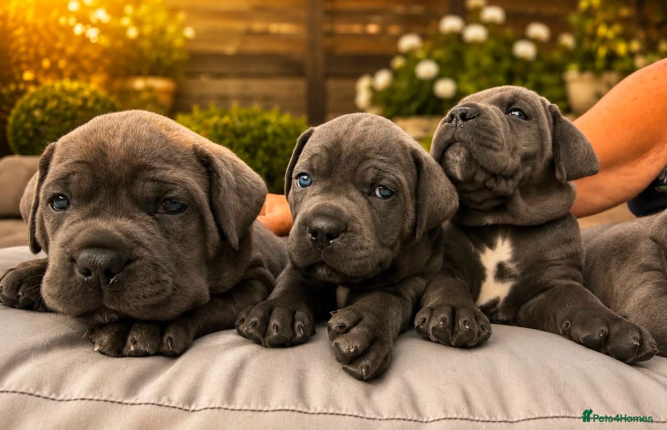 Cane Corso dogs Cane Corso Puppies – Ready to Reserve  - Advert 5