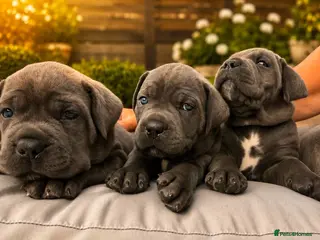 Cane Corso dogs Cane Corso Puppies – Ready to Reserve - Advert 5