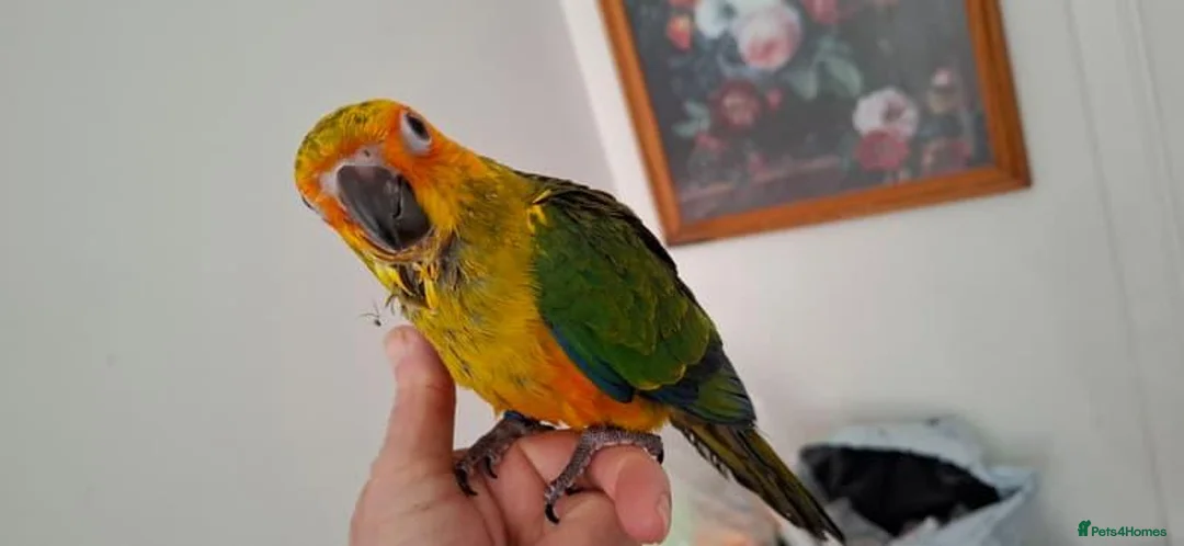 Conures birds for sale:  Male and  female  Sun Conure in Leicester - Advert 1