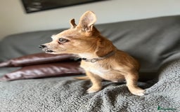Mixed Breed dogs for sale: Chiweenie  - Advert 3
