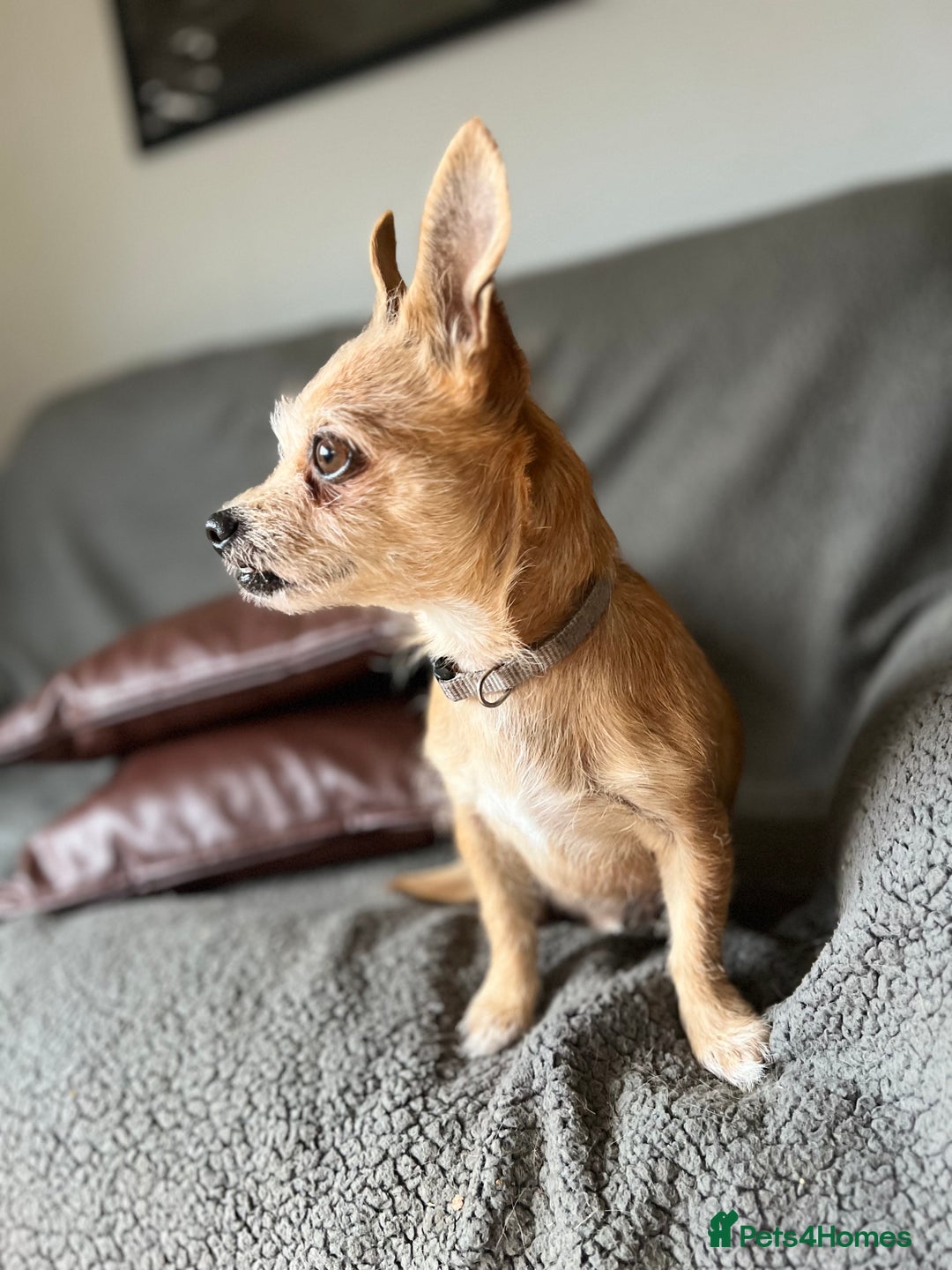 Mixed Breed dogs for sale: Chiweenie  - Advert 3