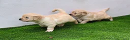 Golden Retriever dogs for sale: Adorable KC Registered Golden Retriever Pups - Advert 3