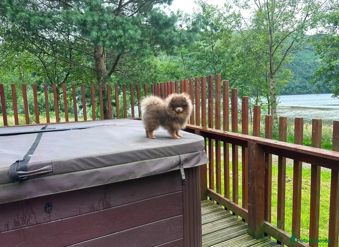 Pomeranian dogs for stud: Tiny KC lilac & tan stud  - Advert 1