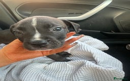 Mixed Breed dogs for sale: Cane corso x staff puppies  - Image 25
