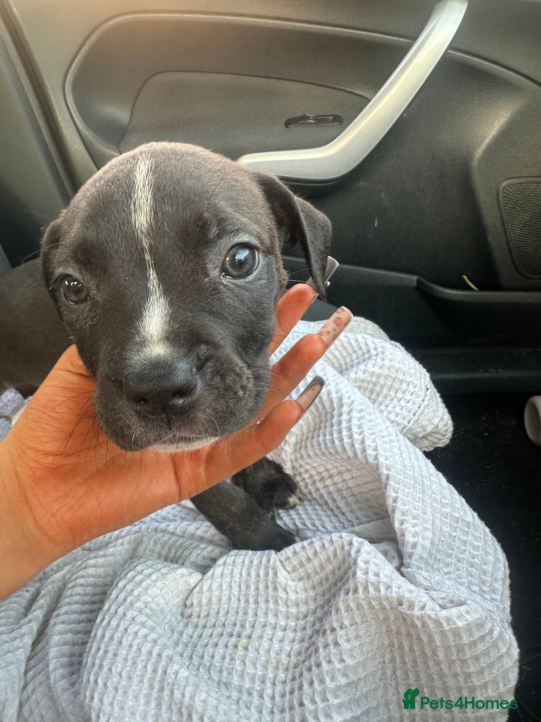 Mixed Breed dogs for sale: Cane corso x staff puppies  - Image 25