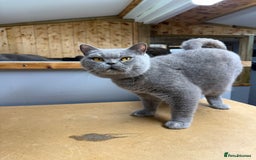 British Shorthair cats for sale: Venus GCCF registered queen - Image 1