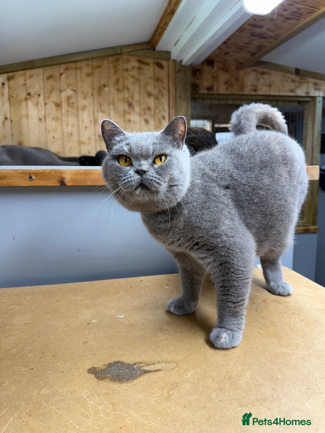 British Shorthair cats for sale: Venus GCCF registered queen - Image 1