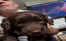 Mixed Breed dogs for sale: Cockspainl  - Image 3