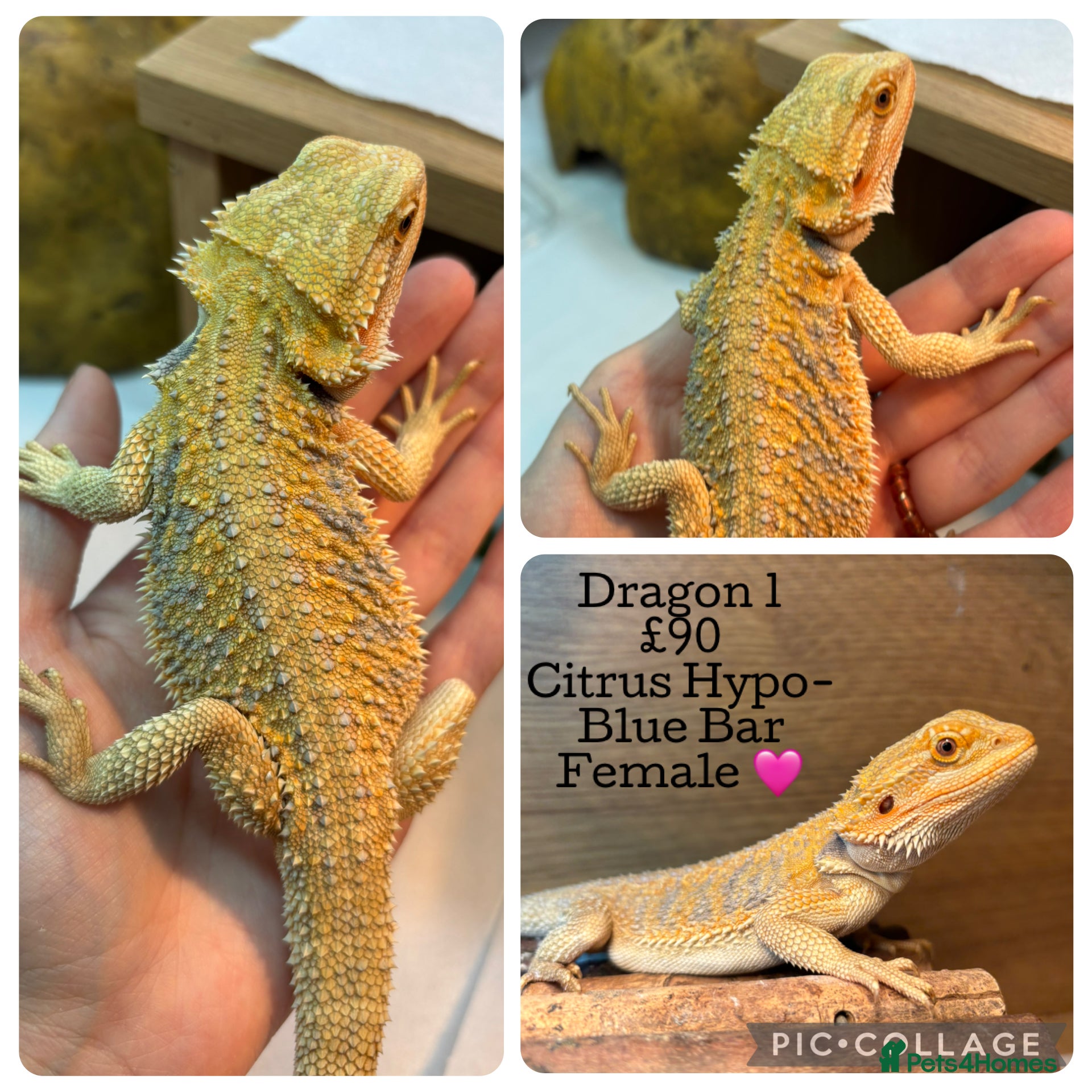 Bearded Dragon reptiles Baby Hypo Bearded Dragons - Advert 3