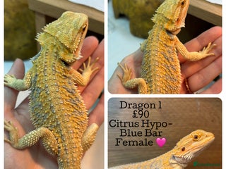 Bearded Dragon reptiles Baby Hypo Bearded Dragons - Advert 2