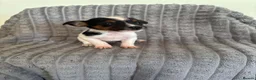 Jack Russell dogs for sale: Dan smith  - Advert 3