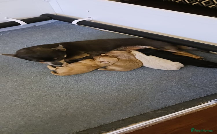 Chipoo dogs Chipoo - Advert 3