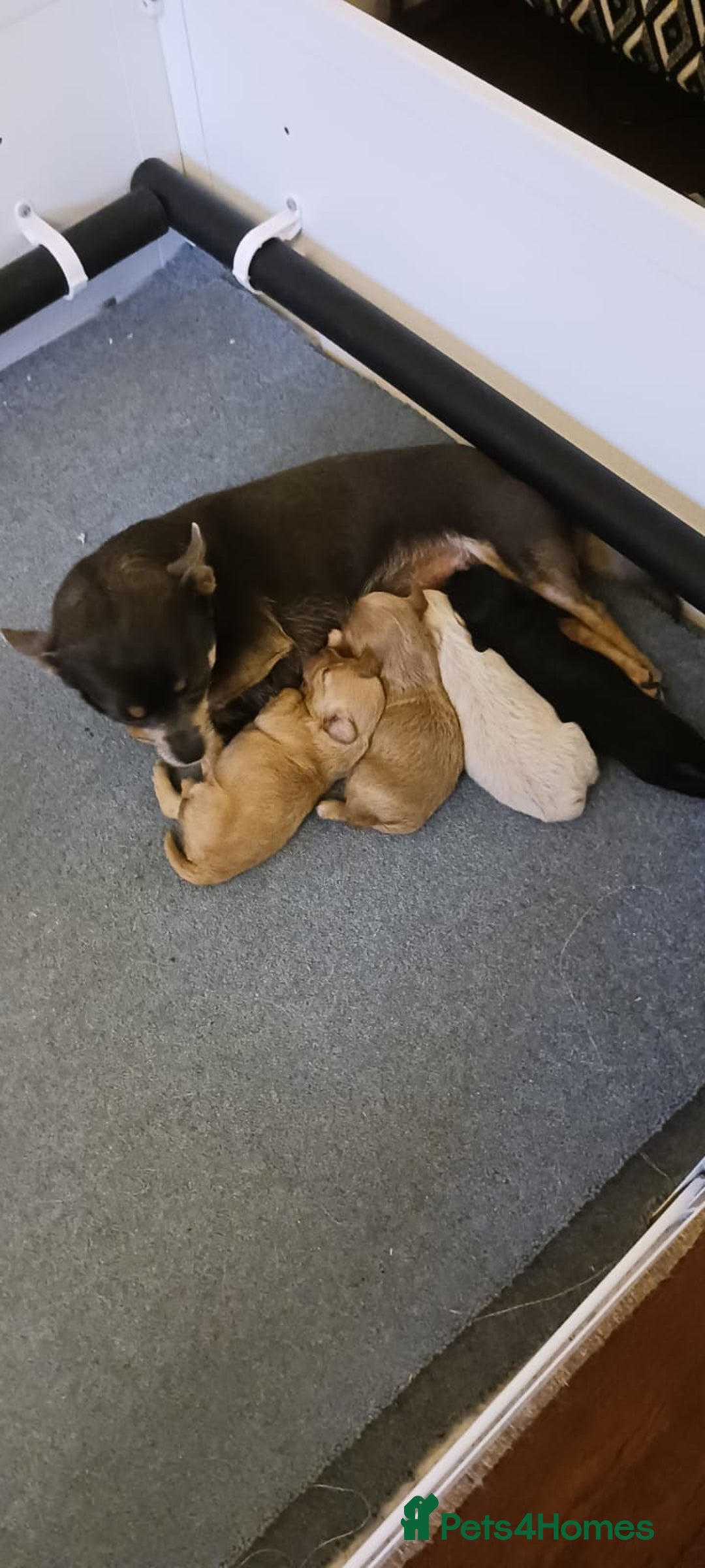 Chipoo dogs for sale: Chipoo - Advert 1