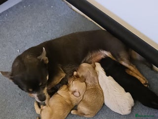 Chipoo dogs Chipoo - Advert 2