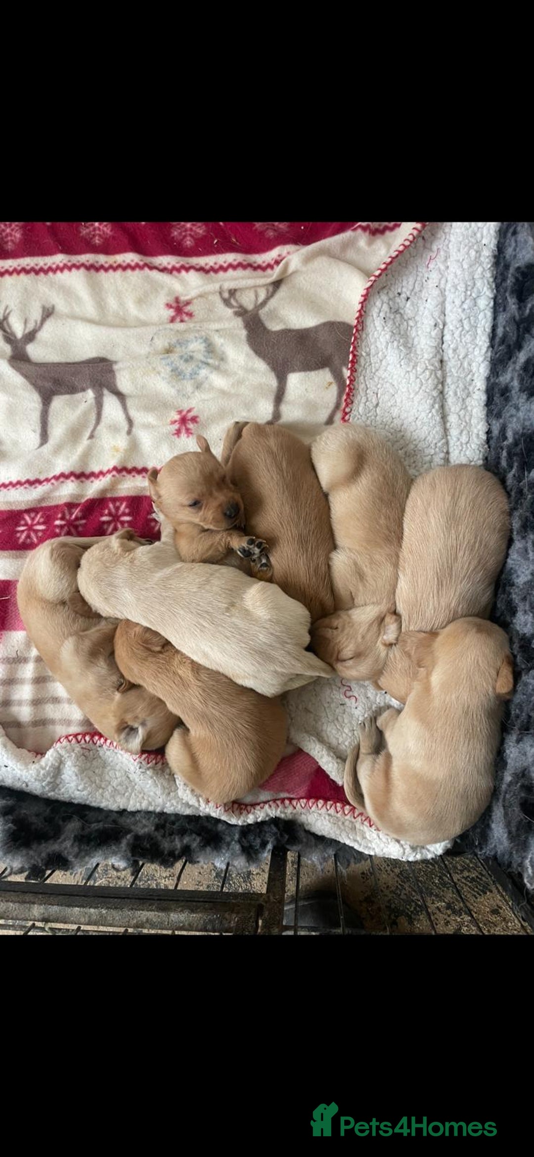 Labrador Retriever dogs for sale: 4 x  Yellow Male KC Labradors left - Advert 6