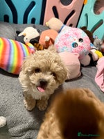 Maltipoo dogs ONLY One boy left ‼️F1B Maltipoo - Advert 14