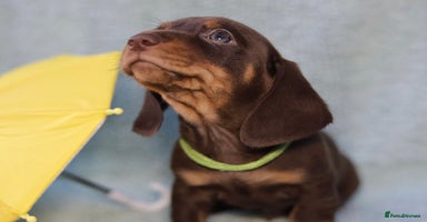 Dachshund dogs - Advert 3