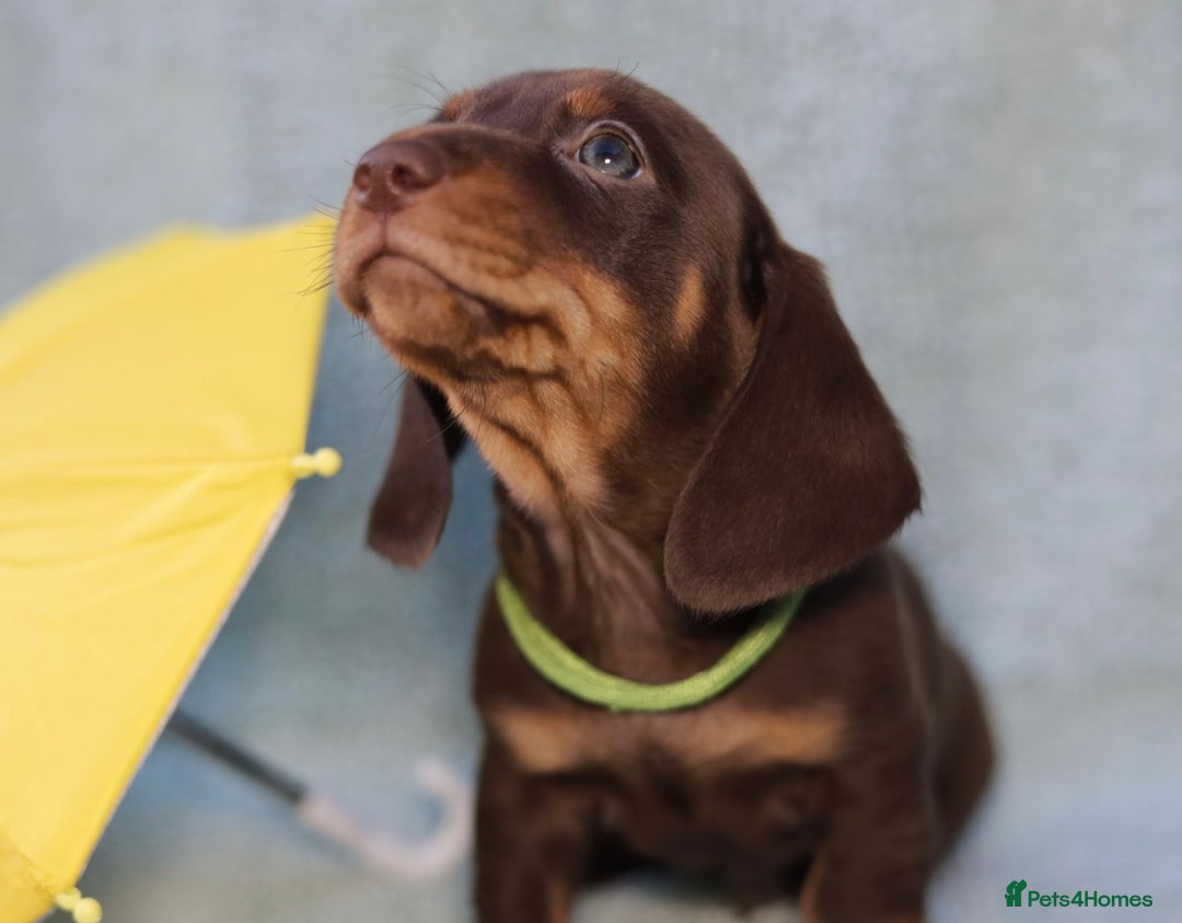 Dachshund dogs for sale: Miniature dachshund  - Image 3