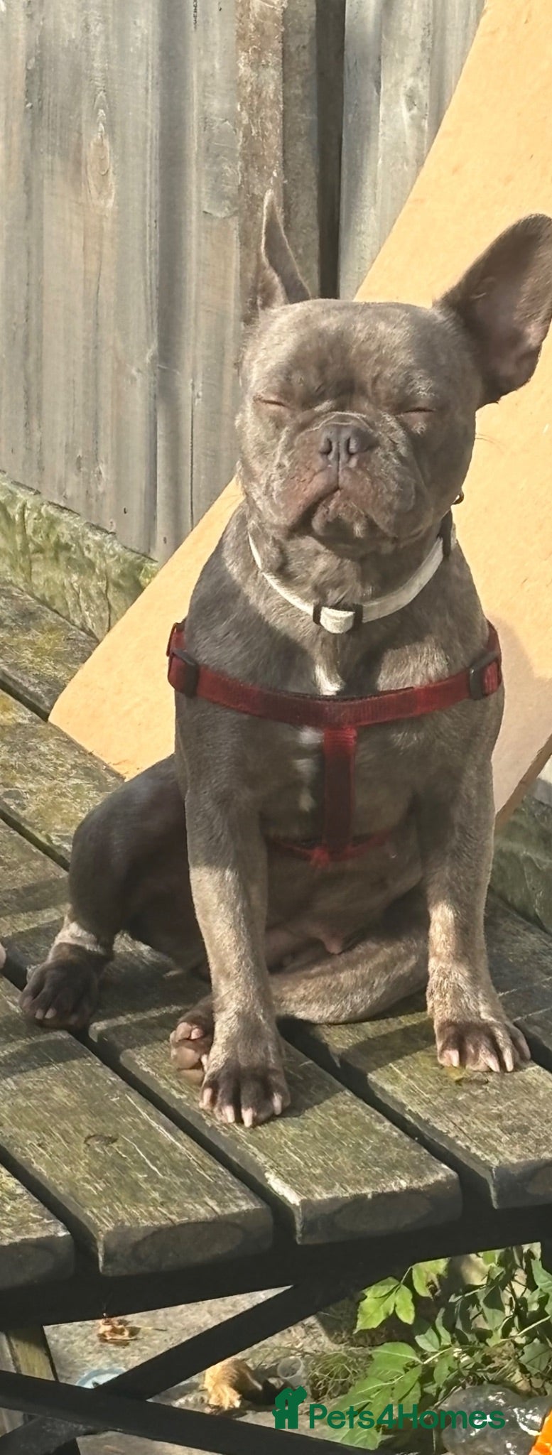 Mixed Breed dogs Frenchies x Pomeranian puppies - Advert 1