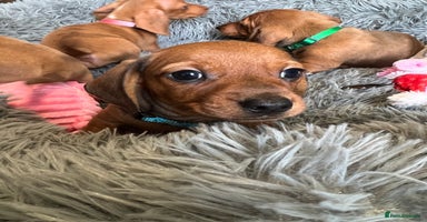 Dachshund dogs - Advert 1