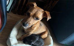 Patterjack dogs for sale: Patterjack puppies  - Image 4