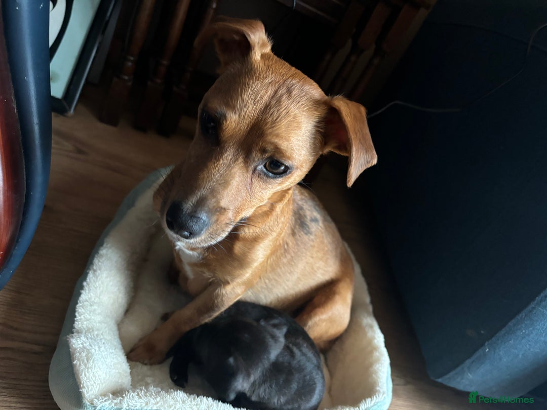 Patterjack dogs for sale: Patterjack puppies  - Image 4