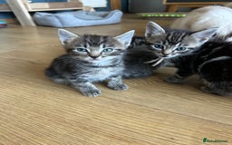 Ragcoon cats for sale: Beautiful Ragcoon Kittens - Image 5