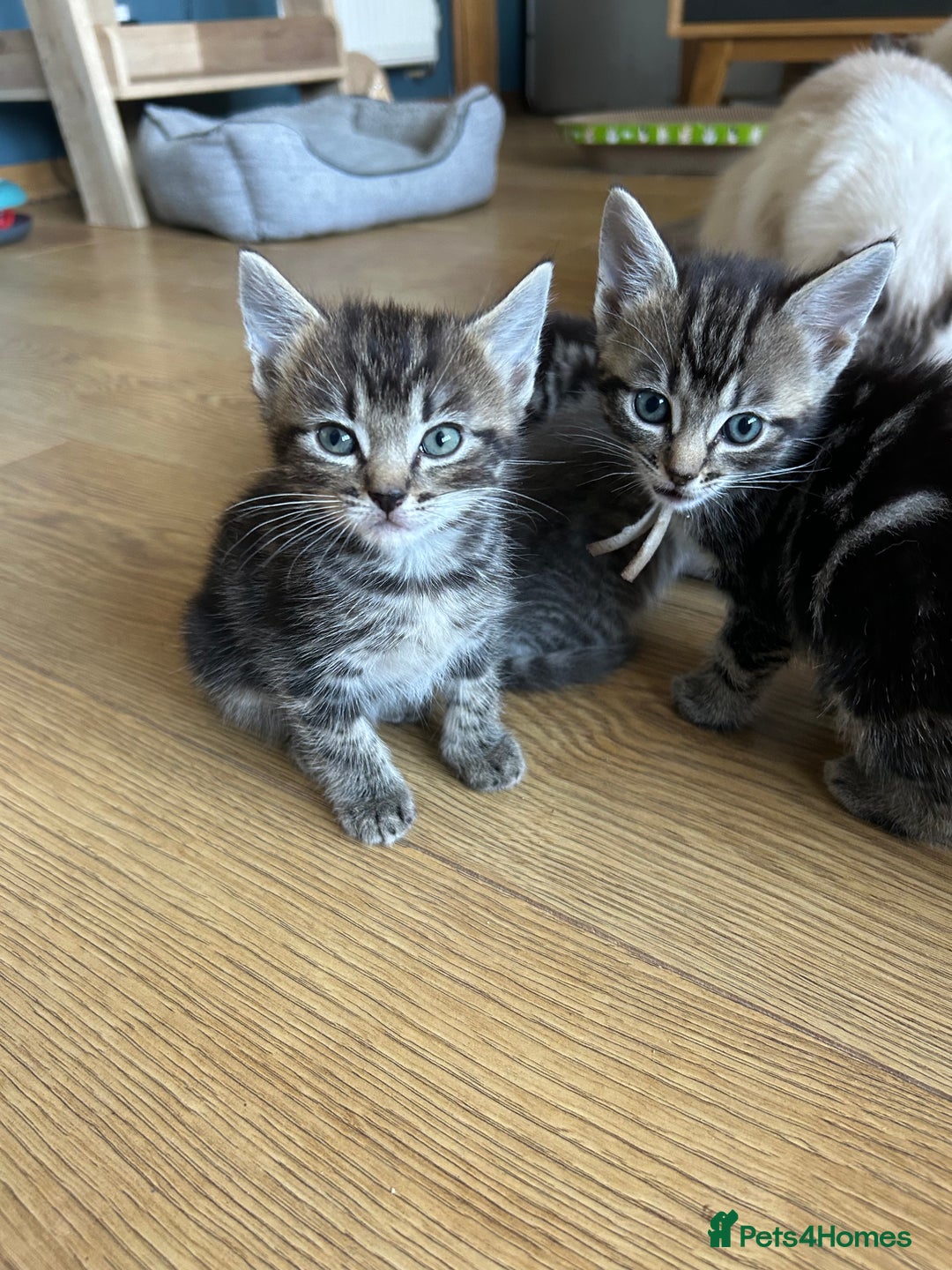 Ragcoon cats for sale: Beautiful Ragcoon Kittens - Image 5