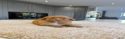 Nova Scotia Duck Tolling Retriever dogs for sale: Chunky adorable Nova Scotia puppies  - Advert 4