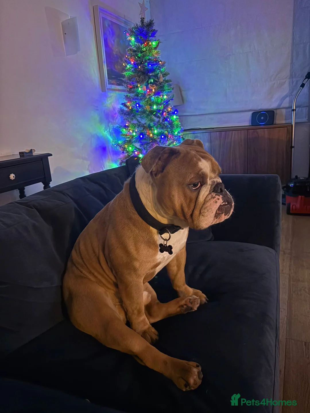 English Bulldog dogs for stud: Unproven male English Bulldog DWKC registered  - Advert 2