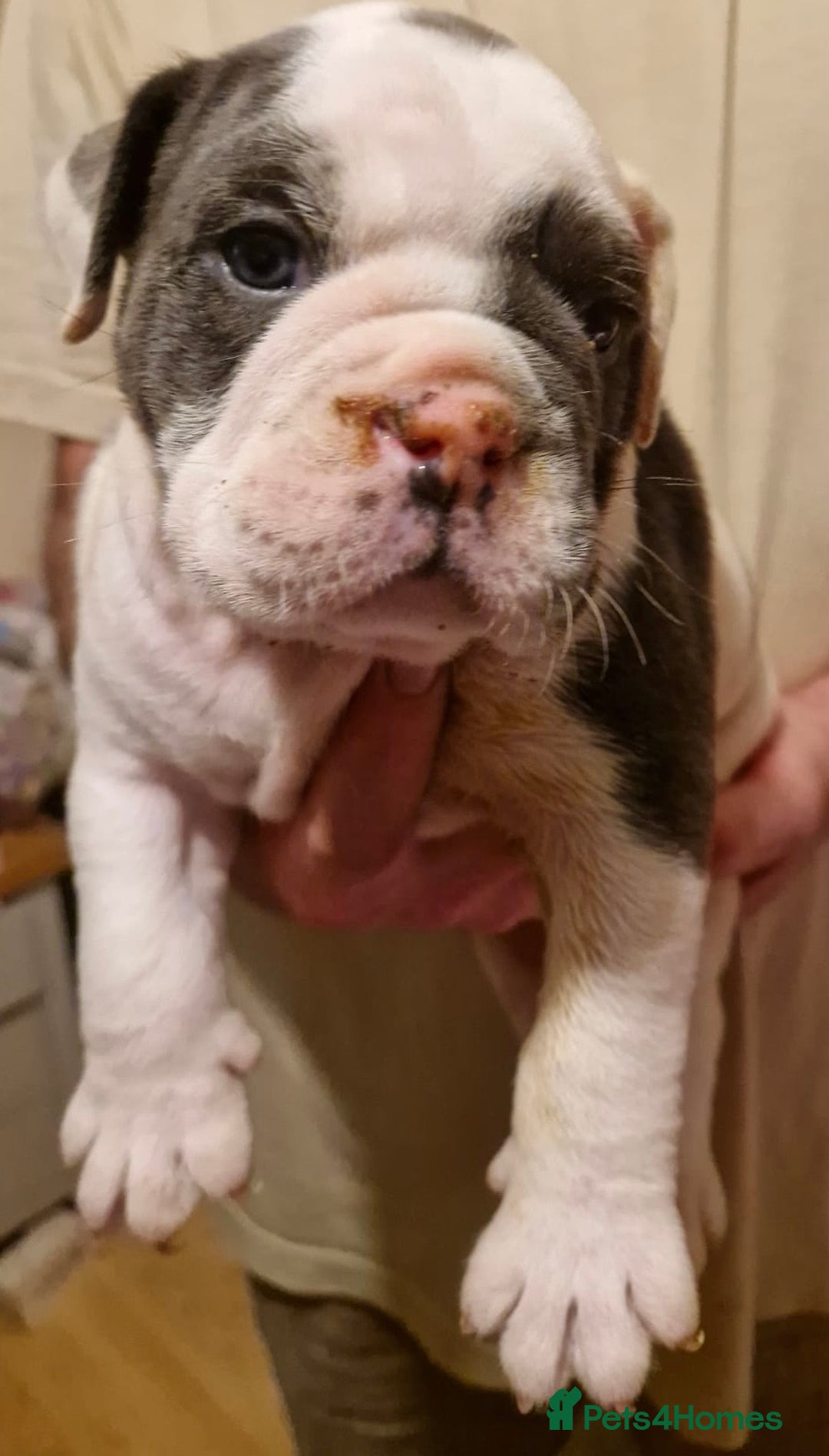 Olde English Bulldogge dogs for sale: Old English bulldog puppies GENERATIONAL - Advert 16