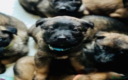 Belgian Shepherd Dog dogs for sale: Skye x Nines very last litter ever! 3B &7G  - Image 13