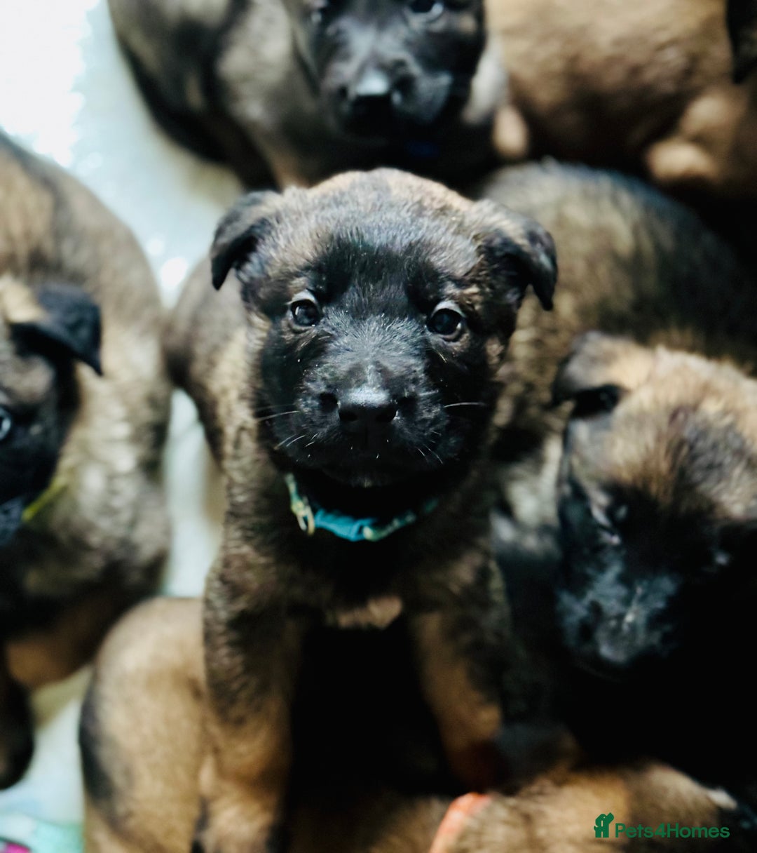 Belgian Shepherd Dog dogs for sale: Skye x Nines very last litter ever! 3B &7G  - Image 13