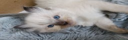 Ragdoll cats for sale: GCCF registered pedigree ragdoll kittens  - Advert 24