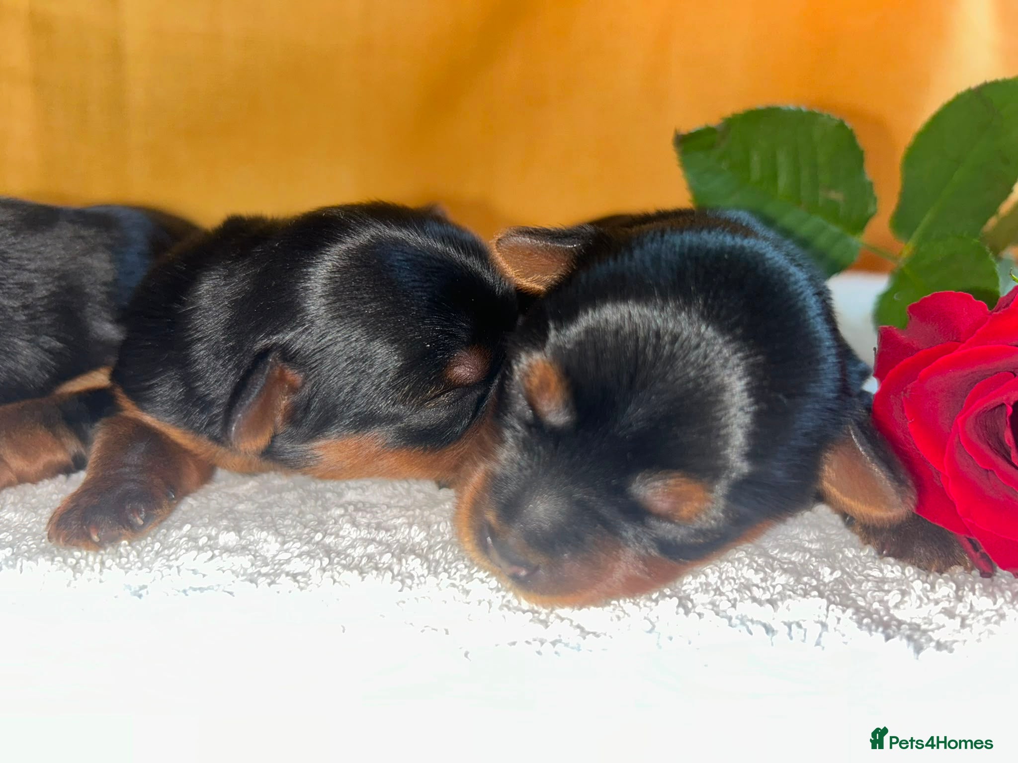 Yorkshire Terrier dogs 5 boy's (DWKC Reg.Parents) Yorkshire Terrier   - Advert 12