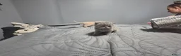 British Shorthair cats for sale: ☆☆ prestige chunky & fluffy, britsh shorthairs! ☆☆ - Advert 27