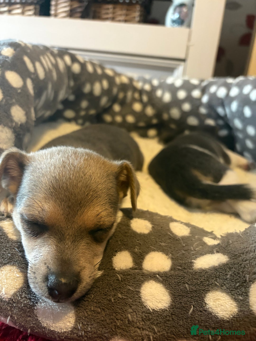 Pomchi dogs for sale: Pomchi x Jackchi puppies  - Image 12