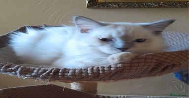 Ragdoll cats - Advert 5