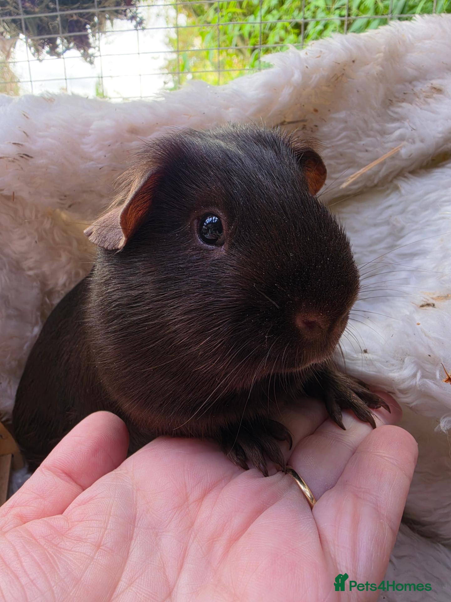 Guinea Pig rodents 2 brother pair £35 & a father and a son £20 each   - Advert 22