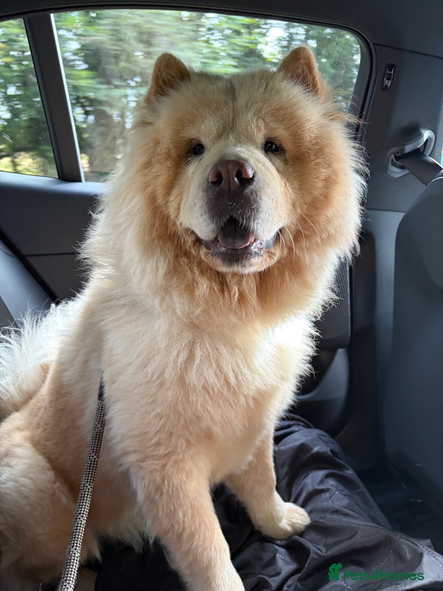 Chow Chow dogs Bella the chow chow  - Advert 8