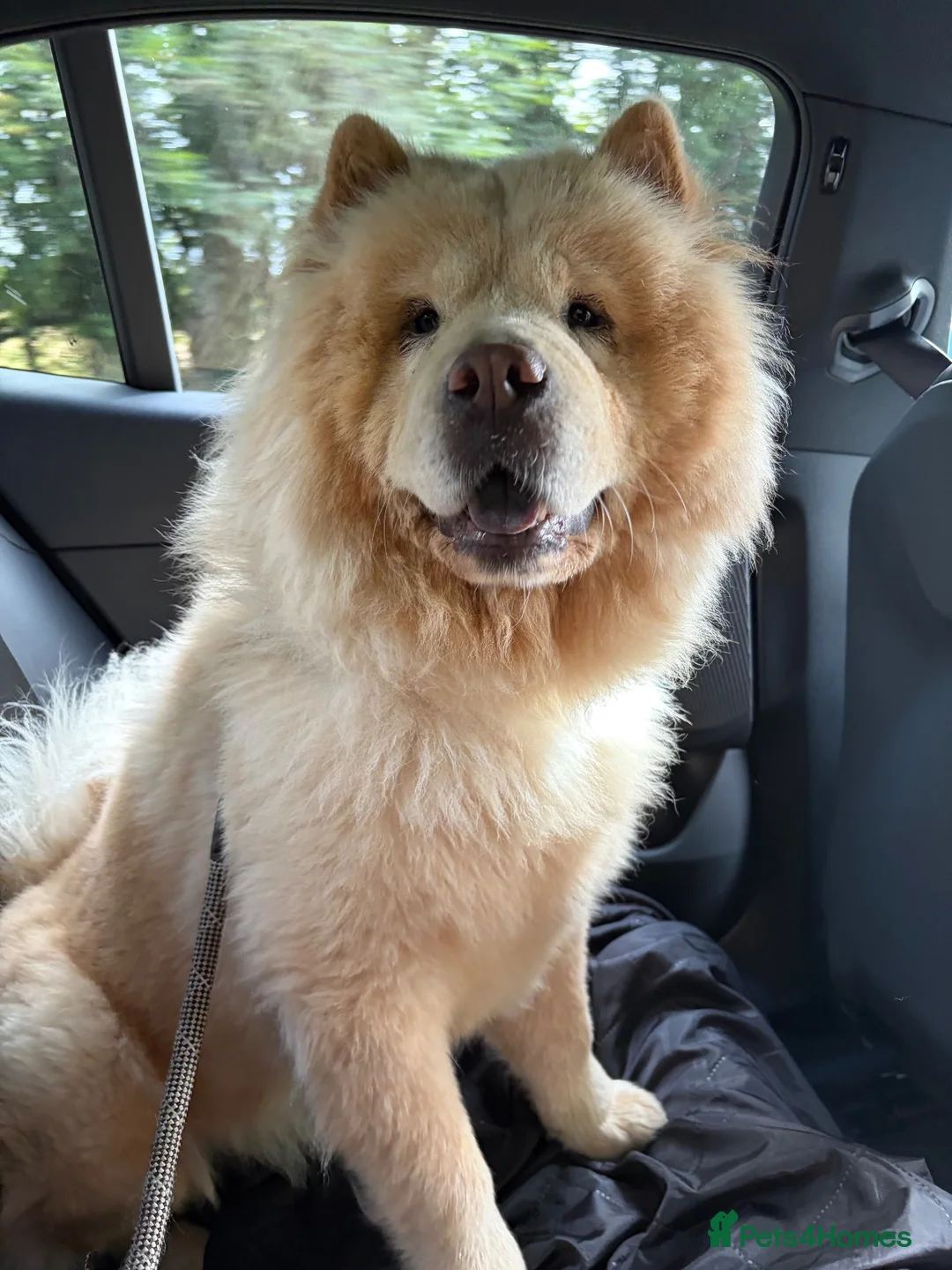 Chow Chow dogs for sale: Bella the chow chow  in Stafford - Advert 1